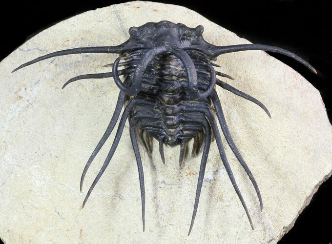 Dicranurus Trilobite - Fully Free-Standing Spines! #46446